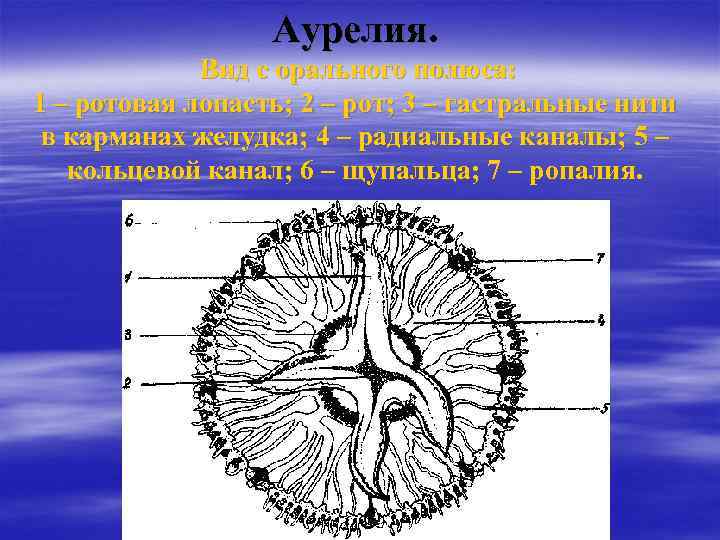 Аурелия. Вид с орального полюса: 1 – ротовая лопасть; 2 – рот; 3 –