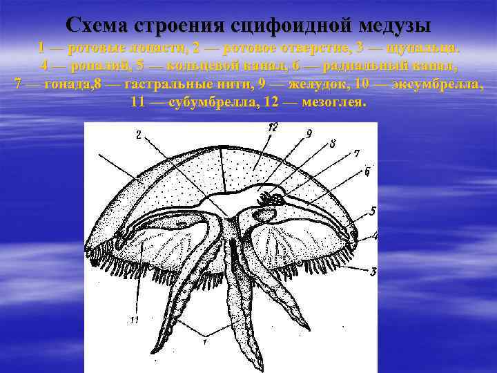 Схема строения сцифоидной медузы 1 — ротовые лопасти, 2 — ротовое отверстие, 3 —