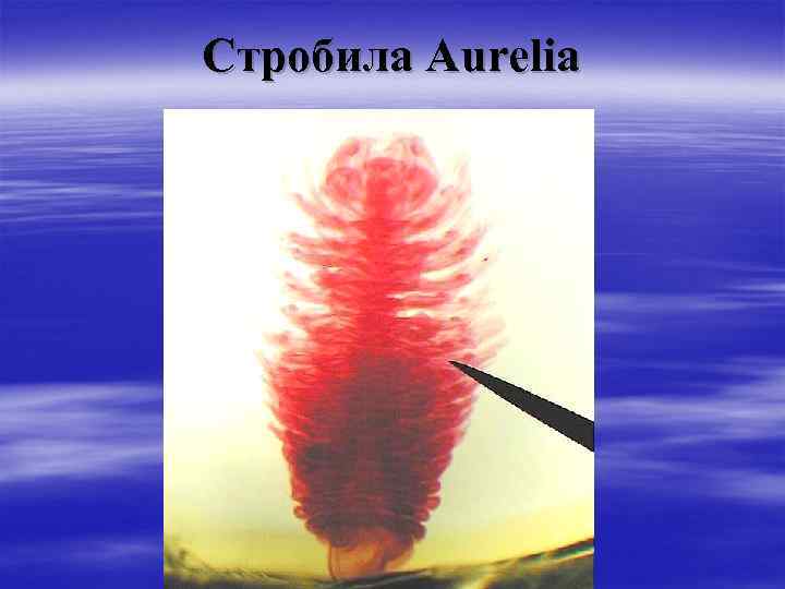 Стробила Aurelia 