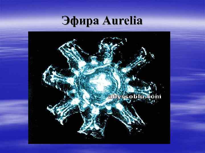 Эфира Aurelia 