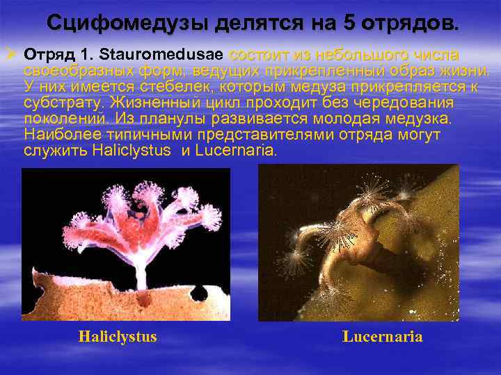 Сцифомедузы делятся на 5 отрядов. Ø Отряд 1. Stauromedusae состоит из небольшого числа своеобразных