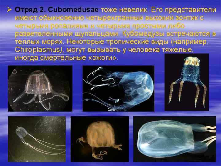 Ø Отряд 2. Cubomedusae тоже невелик. Его представители имеют обыкновенно четырехгранный высокий зонтик с