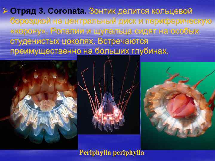 Ø Отряд 3. Coronata. Зонтик делится кольцевой бороздкой на центральный диск и периферическую «корону»