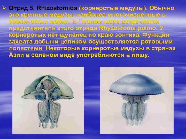 Укажите тип симметрии животного изображенного на рисунке медведь