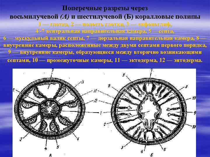 Сравнительная характеристика шести и восьмилучевых кораллов