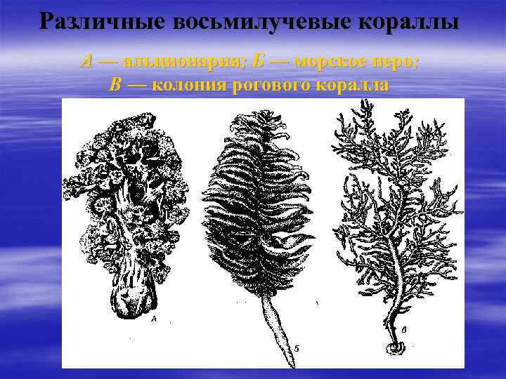 Различные восьмилучевые кораллы А — альционария; Б — морское перо; В — колония рогового