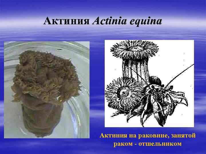 Какой тип питания характерен для аиста белого изображенного на рисунке 1 обоснуйте свой ответ