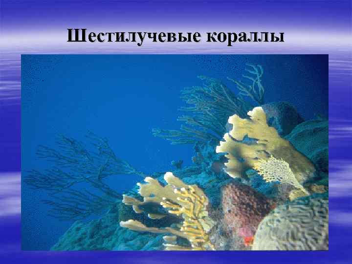 Шестилучевые кораллы 