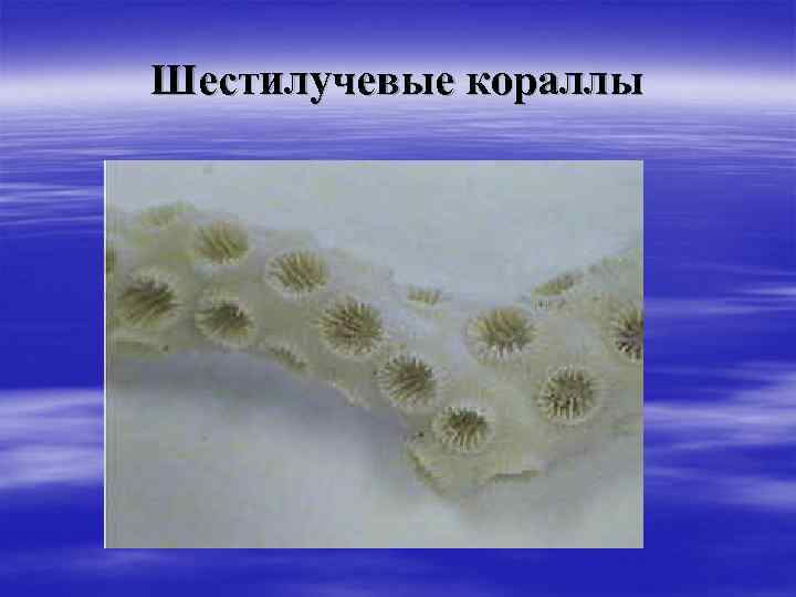 Шестилучевые кораллы 
