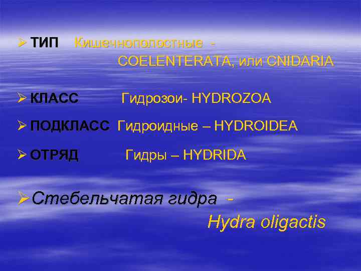 Ø ТИП Кишечнополостные COELENTERATA, или CNIDARIA Ø КЛАСС Гидрозои- HYDROZOA Ø ПОДКЛАСС Гидроидные –