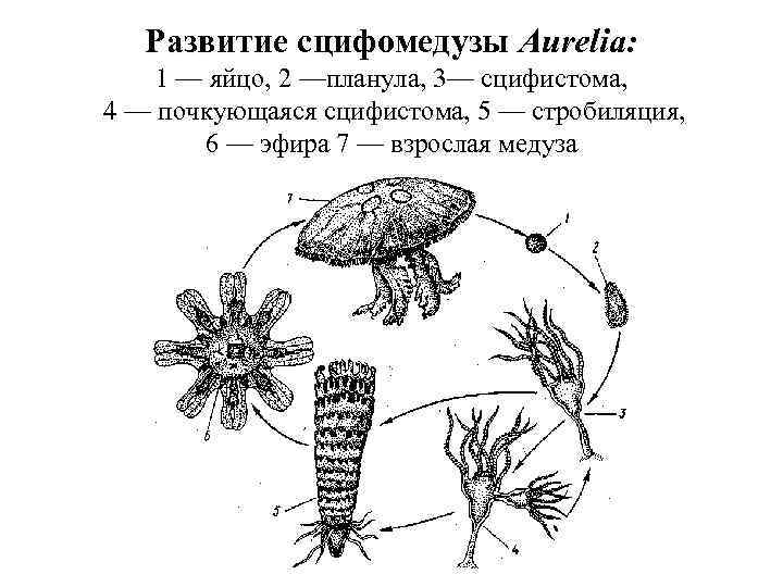 Развитие сцифомедузы Aurelia: 1 — яйцо, 2 —планула, 3— сцифистома, 4 — почкующаяся сцифистома,