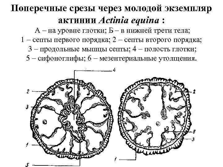 Поперечный срез рисунок