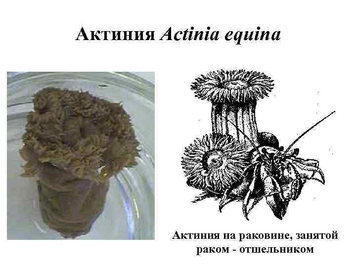 Актиния Actinia equina Актиния на раковине, занятой раком - отшельником 