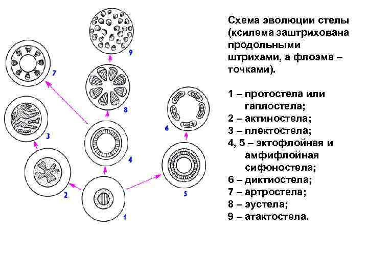 Нарисуйте схему эволюции растений