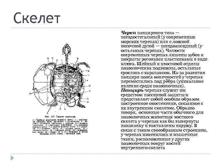 Скелет Череп панцирного типа — псевдостегальный (у современных морских черепах) или с ложной височной