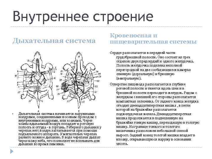 Внутреннее строение Дыхательная система Кровеносная и пищеварительная системы Сердце располагается в передней части грудобрюшной