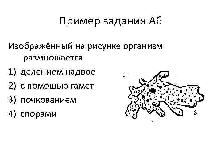 Организм изображенный на рисунке размножается с помощью