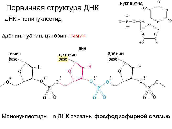 Первичная структура ДНК нуклеотид ДНК - полинуклеотид аденин, гуанин, цитозин, тимин цитозин аденин Мононуклеотиды