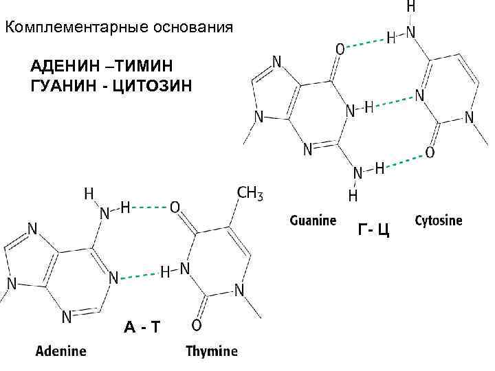 Известно что комплементарные цепи нуклеиновых. Аденин Тимин. Аденин Тимин гуанин. Аденин Тимин гуанин формулы. Аденин гуанин цитозин Тимин формулы.