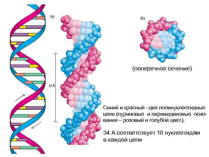 (поперечное сечение) Синий и красный –две полинуклеотидные цепи (пуриновые и пиримидиновые основания – розовый