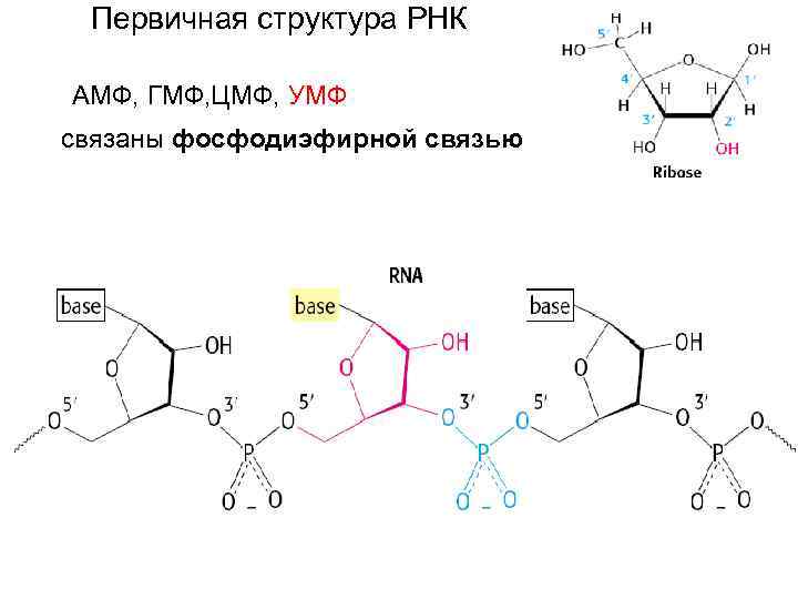 Первичная структура РНК АМФ, ГМФ, ЦМФ, УМФ связаны фосфодиэфирной связью 