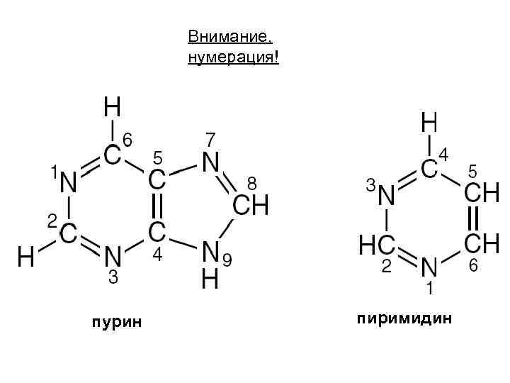 Внимание, нумерация! пурин пиримидин 