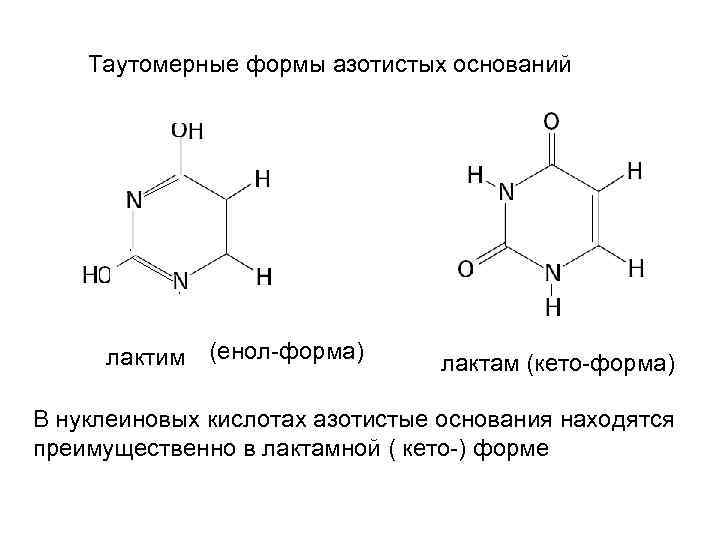 Таутомерные формы азотистых оснований лактим (енол-форма) лактам (кето-форма) В нуклеиновых кислотах азотистые основания находятся