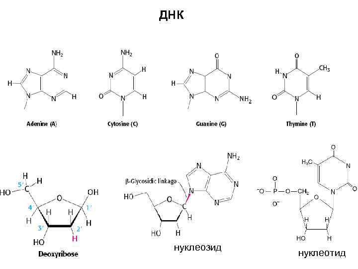 Числа азотистых оснований в нуклеотиде днк. Строение нуклеотида ДНК формула. Формула нуклеотида ДНК. Нуклеотида ДНК (азотистое основание аденин). Структурная формула нуклеотида ДНК.