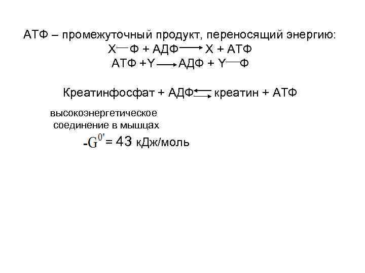 АТФ – промежуточный продукт, переносящий энергию: Х Ф + АДФ Х + АТФ +Y