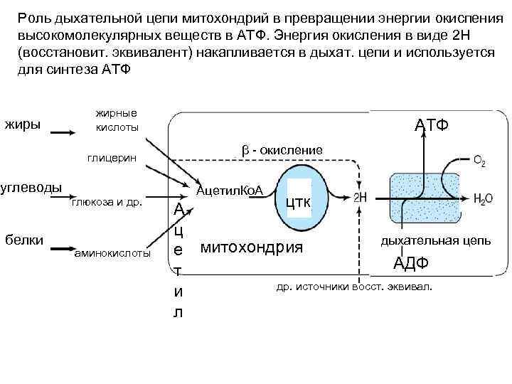 Дыхательная цепь митохондрий схема