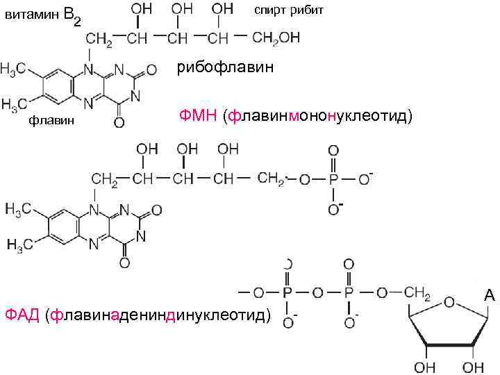 витамин В 2 спирт рибит рибофлавин ФМН (флавинмононуклеотид) А ФАД (флавинадениндинуклеотид) 