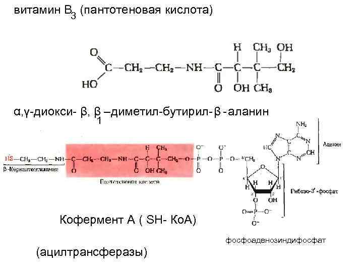 витамин В 3 (пантотеновая кислота) α, γ-диокси- β, β –диметил-бутирил- β - аланин 1