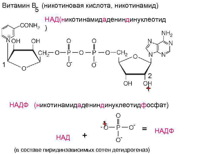 Витамин В (никотиновая кислота, никотинамид) 5 НАД(никотинамидадениндинуклеотид ) 1 2 НАДФ (никотинамидадениндинуклеотидфосфат) НАД +