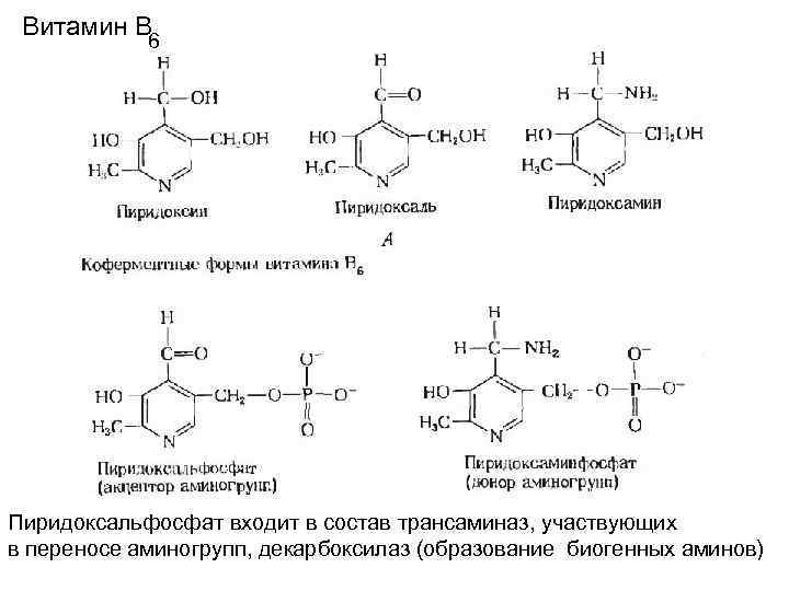 Витамин В 6 Пиридоксальфосфат входит в состав трансаминаз, участвующих в переносе аминогрупп, декарбоксилаз (образование