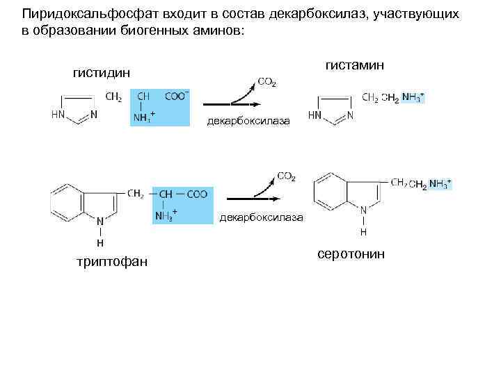 Пиридоксальфосфат входит в состав декарбоксилаз, участвующих в образовании биогенных аминов: гистамин гистидин декарбоксилаза триптофан