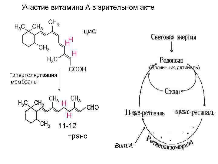 Участие витамина А в зрительном акте цис Н Н Н (Опсин+цис ретиналь) Гиперполяризация мембраны