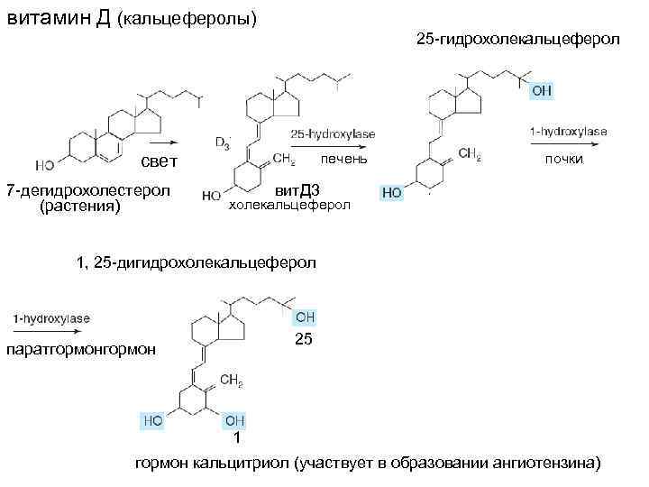 витамин Д (кальцеферолы) 25 -гидрохолекальцеферол свет 7 -дегидрохолестерол (растения) печень почки вит. Д 3