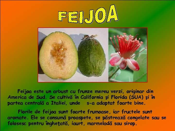 Feijoa este un arbust cu frunze mereu verzi, originar din America de Sud. Se