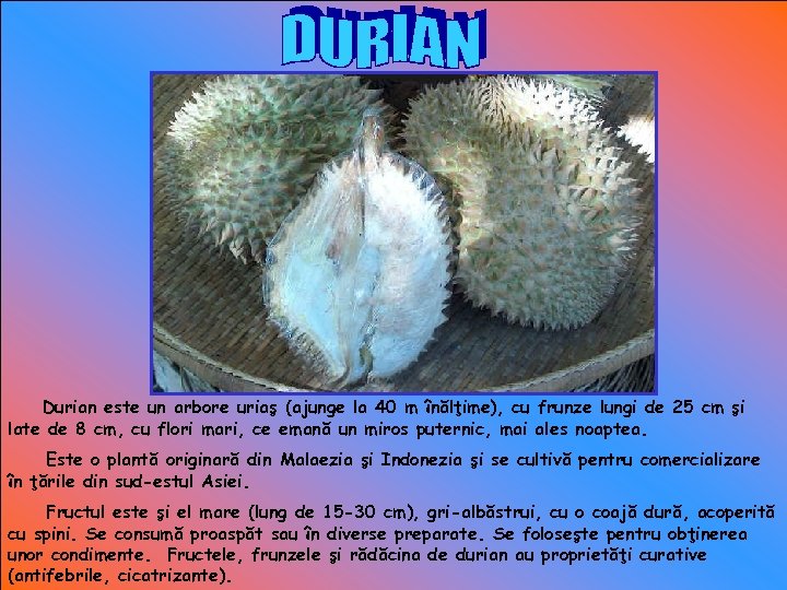 Durian este un arbore uriaş (ajunge la 40 m înălţime), cu frunze lungi de