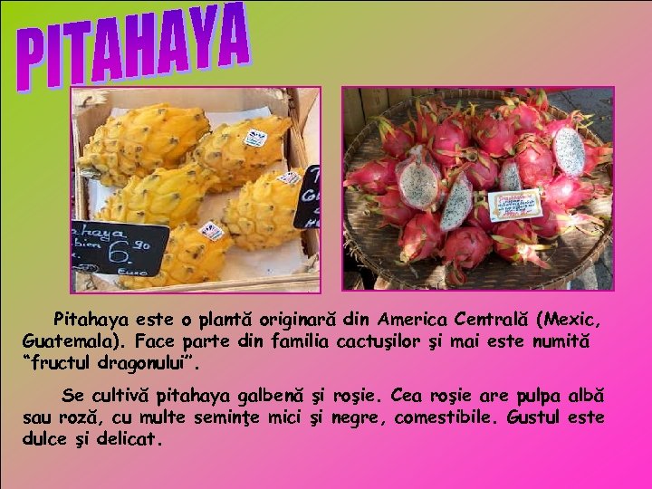 Pitahaya este o plantă originară din America Centrală (Mexic, Guatemala). Face parte din familia