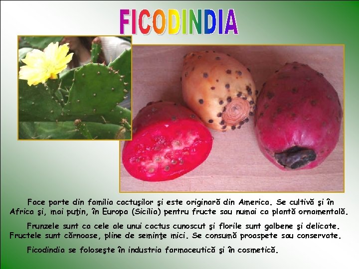 Face parte din familia cactuşilor şi este originară din America. Se cultivă şi în