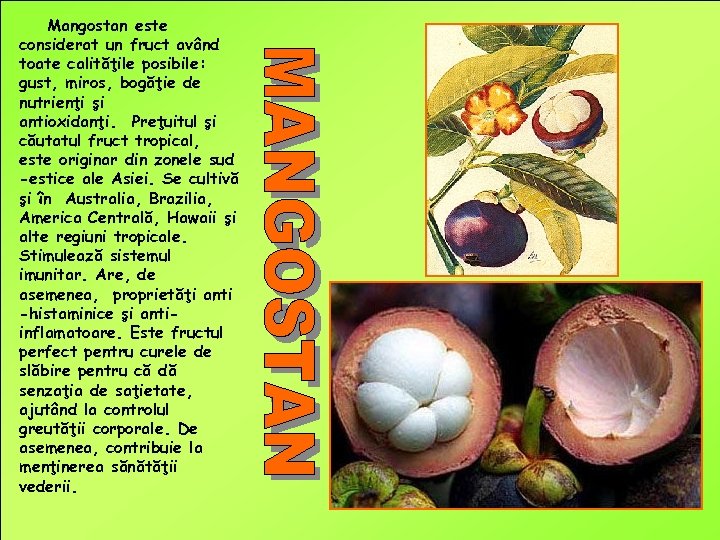 Mangostan este considerat un fruct având toate calităţile posibile: gust, miros, bogăţie de nutrienţi