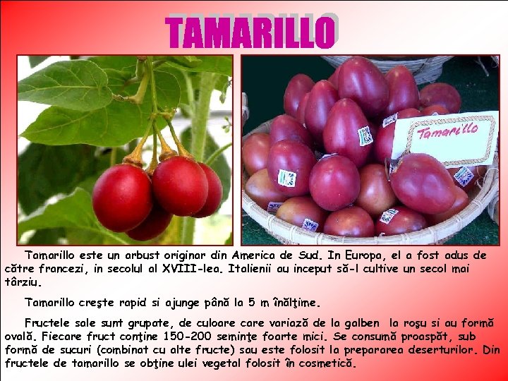 Tamarillo este un arbust originar din America de Sud. In Europa, el a fost