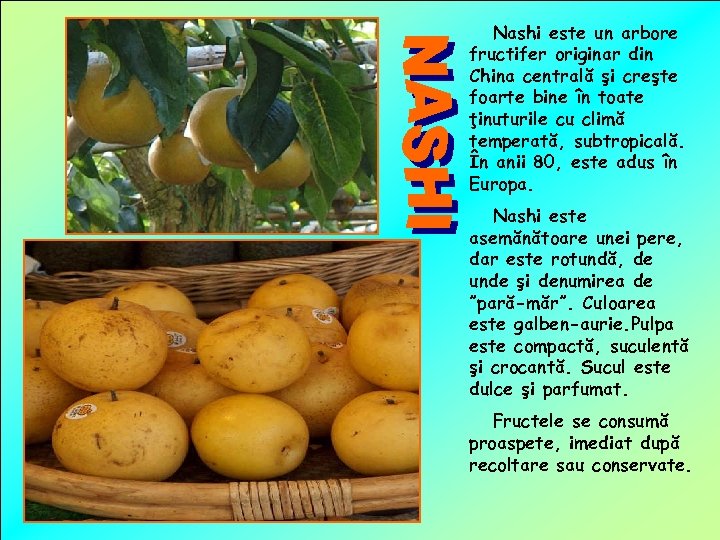 Nashi este un arbore fructifer originar din China centrală şi creşte foarte bine în