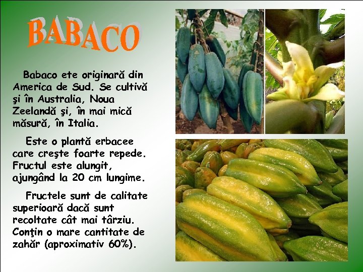 Babaco ete originară din America de Sud. Se cultivă şi în Australia, Noua Zeelandă