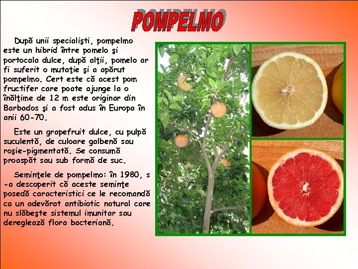 După unii specialişti, pompelmo este un hibrid între pomelo şi portocala dulce, după alţii,