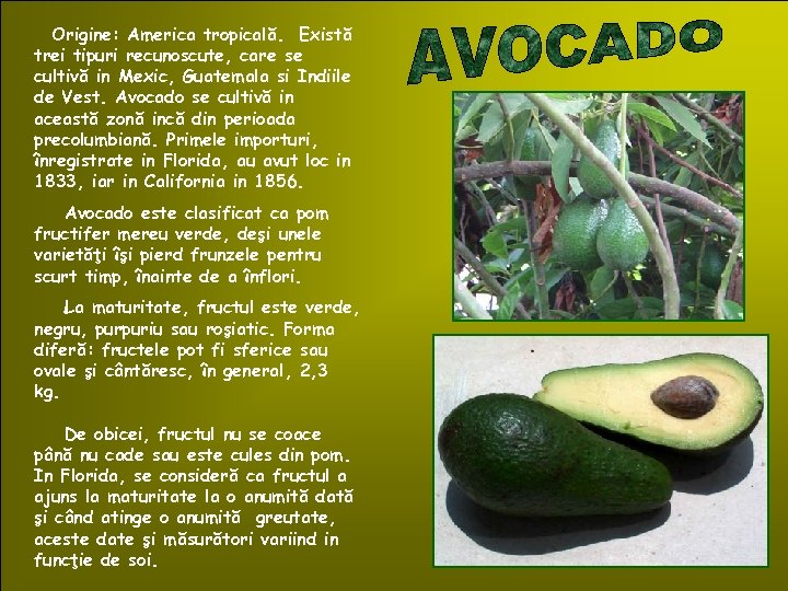 Origine: America tropicală. Există trei tipuri recunoscute, care se cultivă in Mexic, Guatemala si