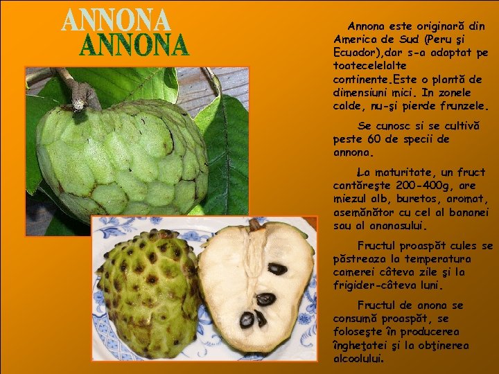 Annona este originară din America de Sud (Peru şi Ecuador), dar s-a adaptat pe