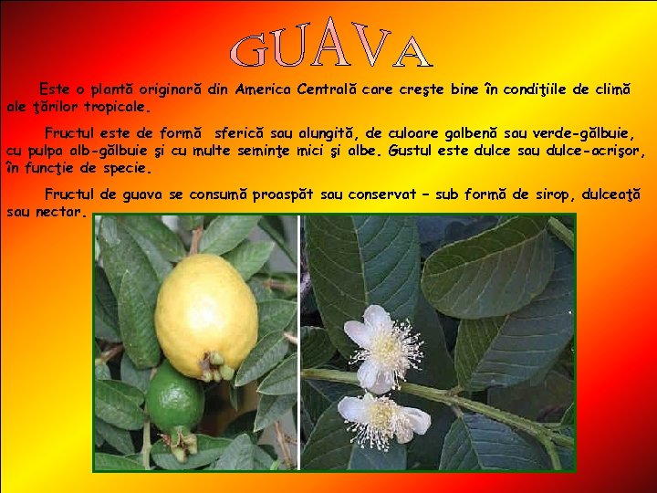 Este o plantă originară din America Centrală care creşte bine în condiţiile de climă