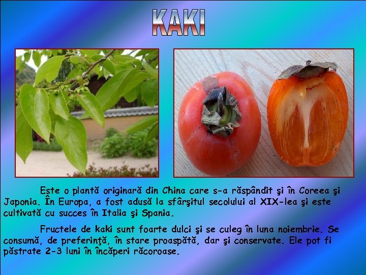 Este o plantă originară din China care s-a răspândit şi în Coreea şi Japonia.